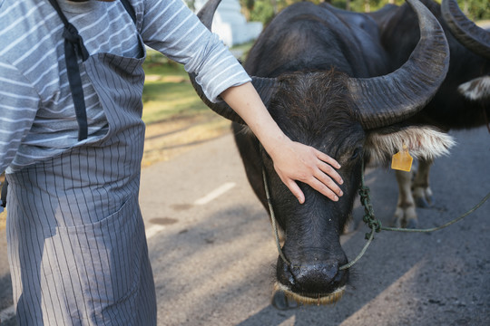 当地年轻的农夫用手抚摸水牛。当地旅游之旅。