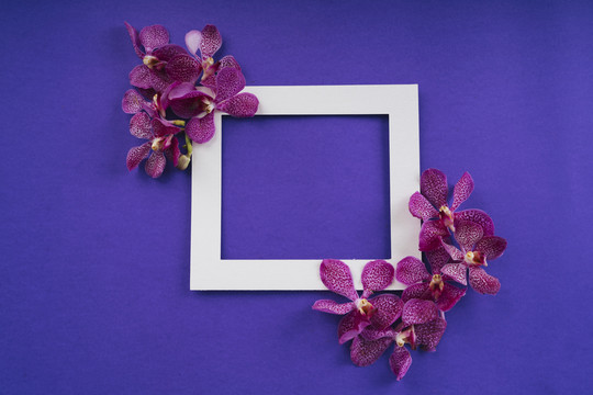 紫色背景上带有兰花的白色框架俯视图。模型和复制空间。泰国母亲节。