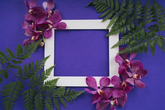 圣诞树枝和兰花平放在紫色的背景上，白框卡片是空白的。泰国母亲节。