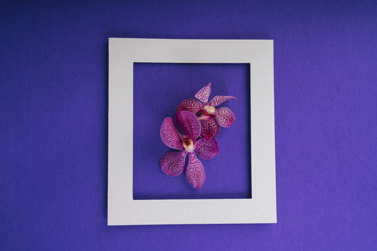 紫色背景上带有兰花的白色框架俯视图。模型和复制空间。泰国母亲节。
