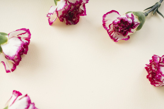米色背景上的康乃馨花。复制空间。花期。
