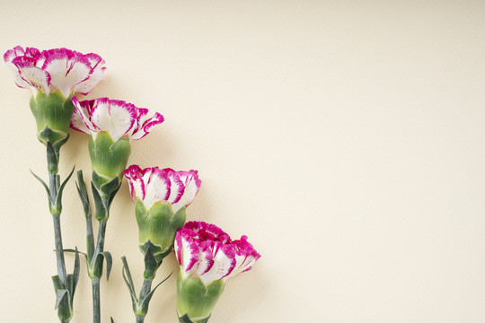 米色背景上的康乃馨花。复制空间。花期。