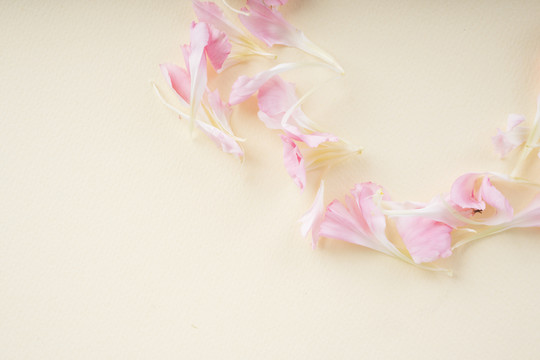 白色和粉色的花在米色背景上表演。复制空间。