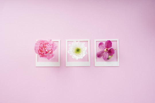 白色框架模型，粉色背景上有花朵。复制空间。