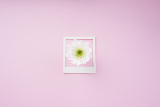 白色框架模型背景，粉色背景上有白色花朵。顶视图。