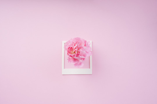 白色框架模型，粉色背景上有粉色花朵。顶视图。