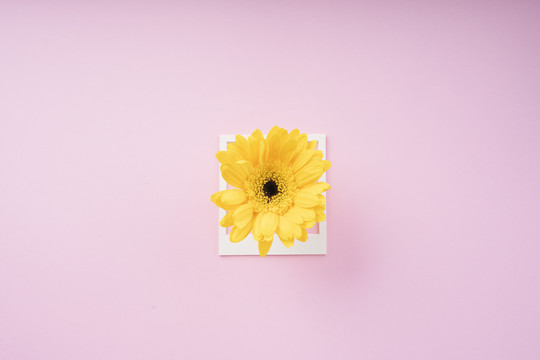 白色框架模型与黄色向日葵粉红色的背景。顶视图。