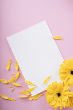 粉红色背景上有向日葵图案的模拟白纸框。顶视图。
