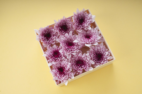 紫色的花镶嵌在黄色背景的盒子里。复制空间。