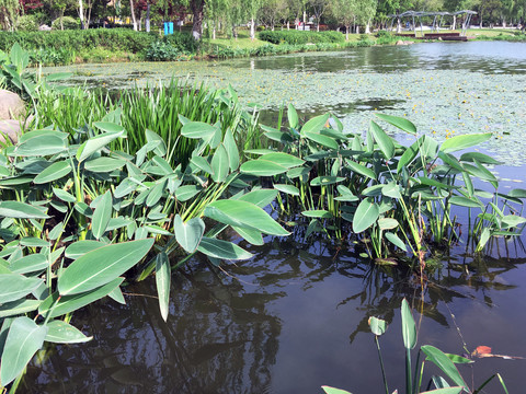 雨久花