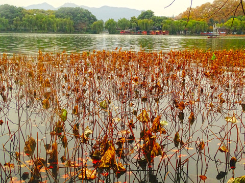 荷塘美景