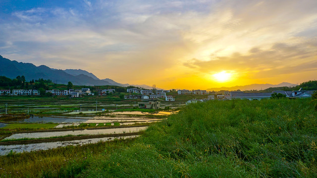 中峰贡米田夕阳