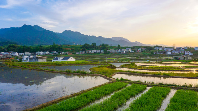 中峰贡米田七