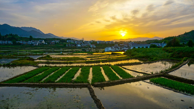 中峰贡米田六