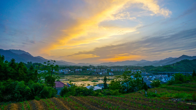 中峰贡米田四