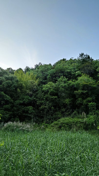 山林植被