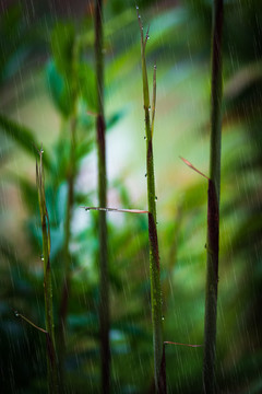 雨中嫩竹