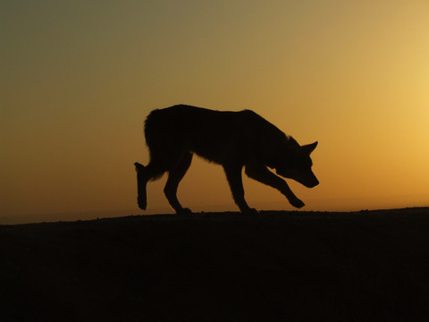 沙漠里的狼