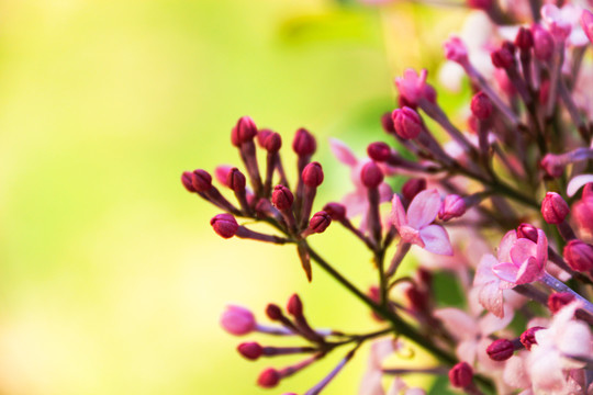 紫丁香花