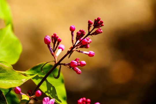 紫丁香花