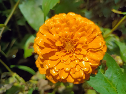 百日草花花朵