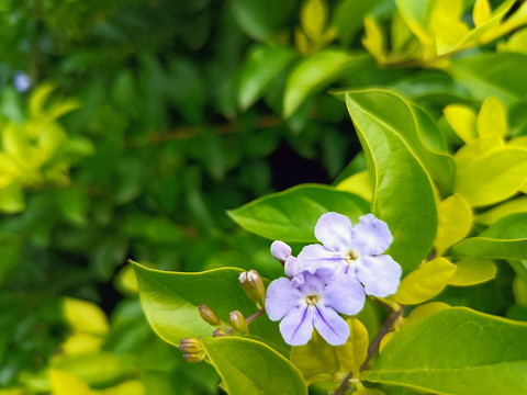 茉莉花