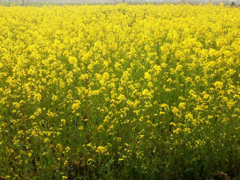 油菜花