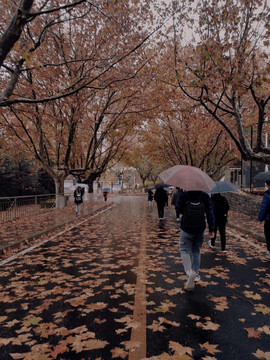 雨天校园落叶