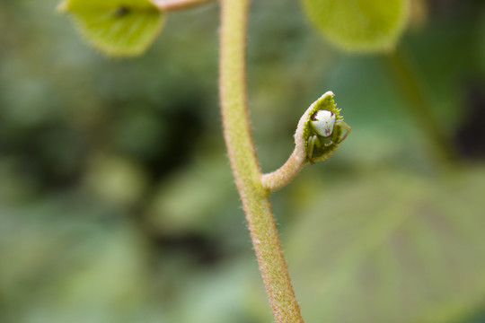 藏匿的蜘蛛