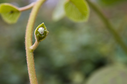 藏匿的蜘蛛