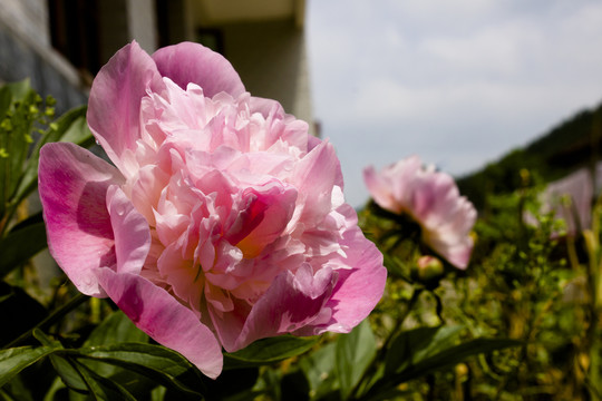 芍药