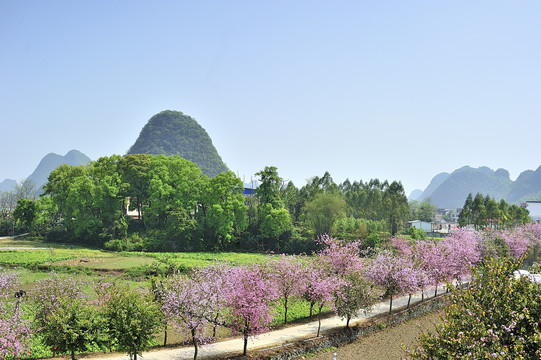 紫荆花田园