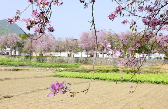 紫荆花田园