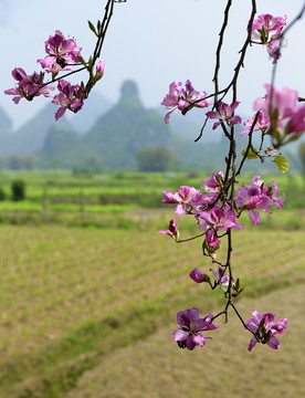 紫荆花田园