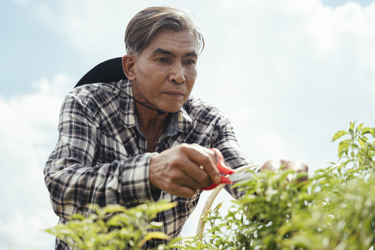 亚洲老年农民在农场用剪刀收割小水果。