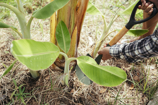 亚洲老年农民用铲子在农场种香蕉树。