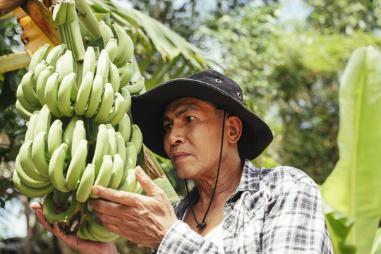 在香蕉农场工作的亚洲老年农民。