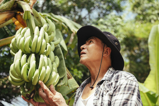 在香蕉农场工作的亚洲老年农民。