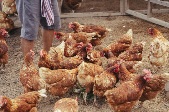 农场里的一群鸡和公鸡。喂鸡。