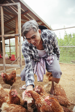 当地的亚洲老年农场主在农场喂鸡。
