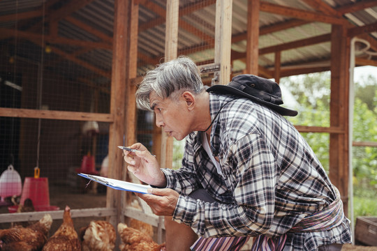 亚洲老农在养鸡场检查蛋制品。