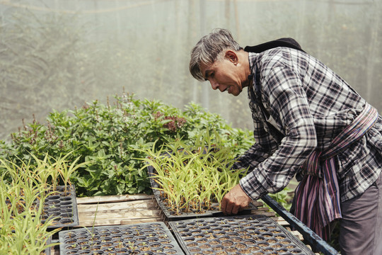 亚洲老年农民在温室里的花盆里种芽苗菜。