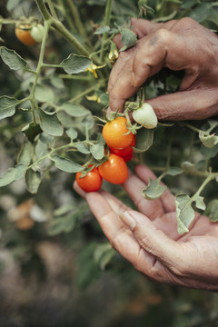 农夫在花园里亲手收割新鲜的有机西红柿。