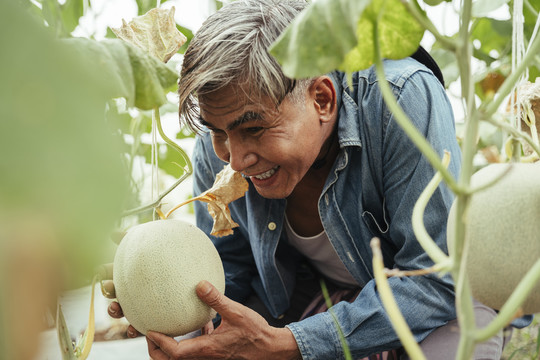 从农场收割新鲜甜瓜的亚洲老年农民。