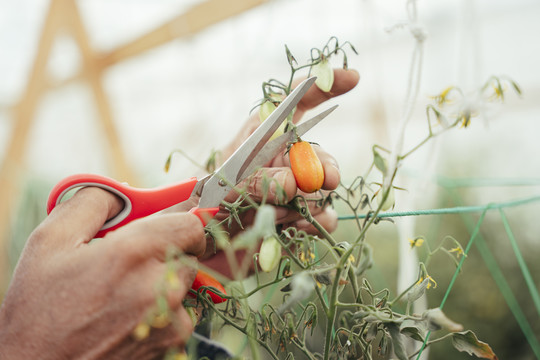 亚洲老年农民在温室里用剪刀收割新鲜的小西红柿。