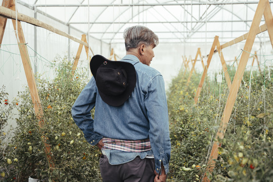 后视图-亚洲老年农民检查温室蔬菜农场。