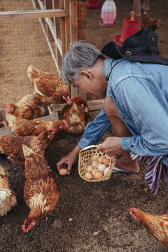 在养鸡场收集新鲜鸡蛋的亚洲老年农民。