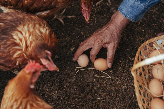 亚洲老农的手在养鸡场捡新鲜鸡蛋。