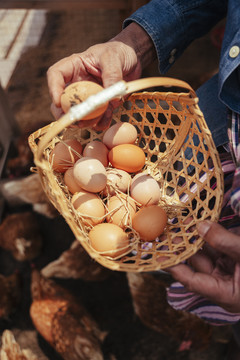 农民在当地养鸡场收集新鲜鸡蛋。