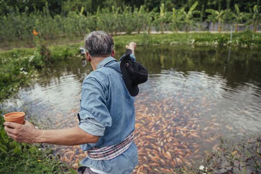 亚洲老年农场主在渔场用颗粒饲料喂鱼。